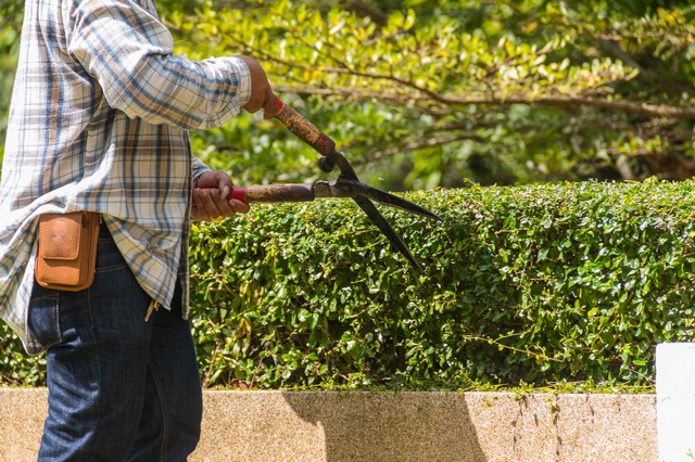 Garden Maintenance Highgate, N6